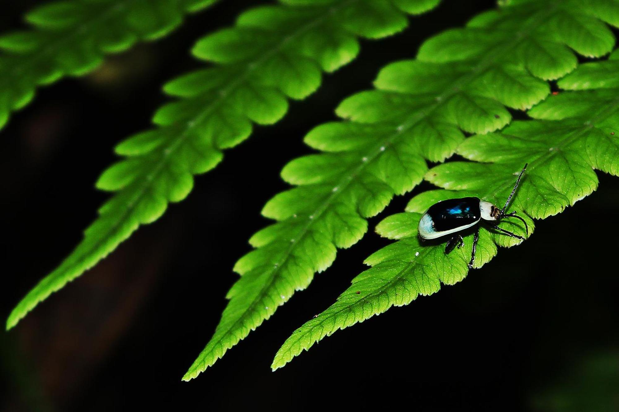 Mindo Green House Esterno foto